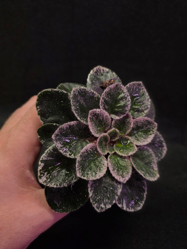 African Violet Cajun's Lil Sprinkles #02
