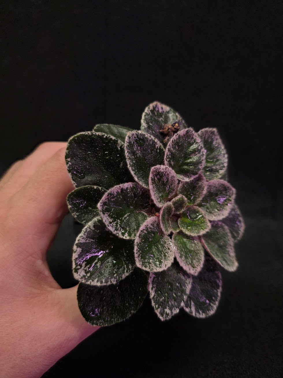 African Violet Cajun's Lil Sprinkles #02