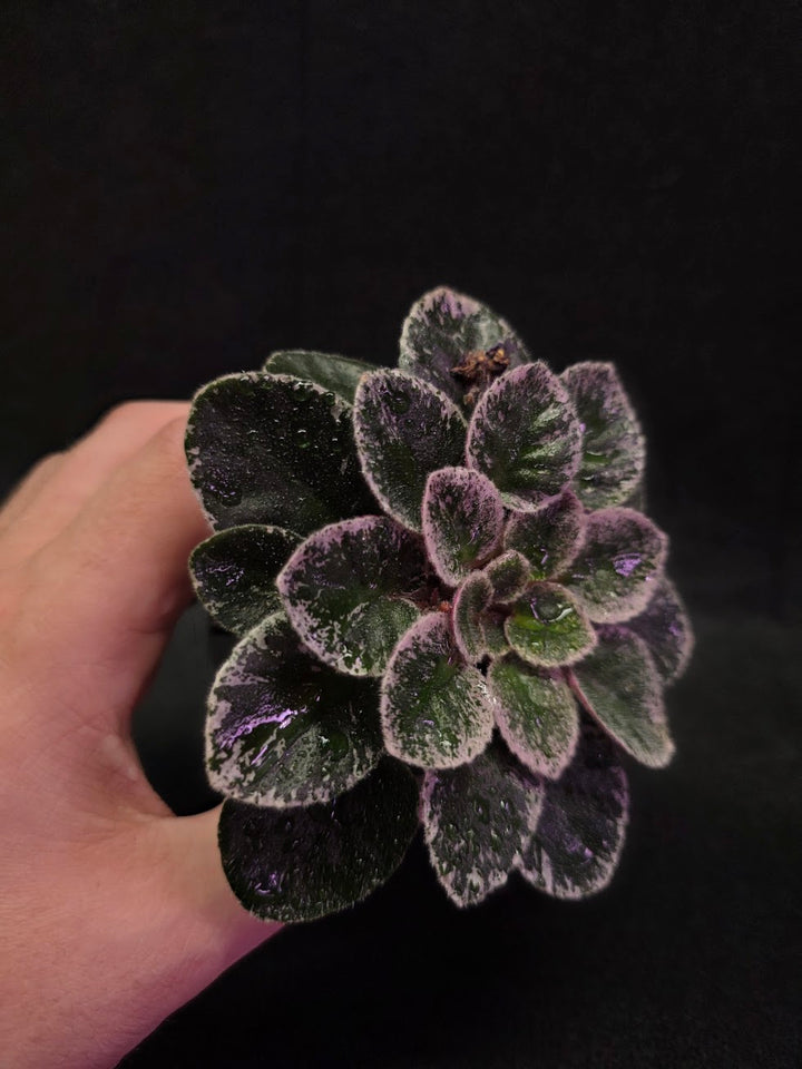 African Violet Cajun's Lil Sprinkles #02