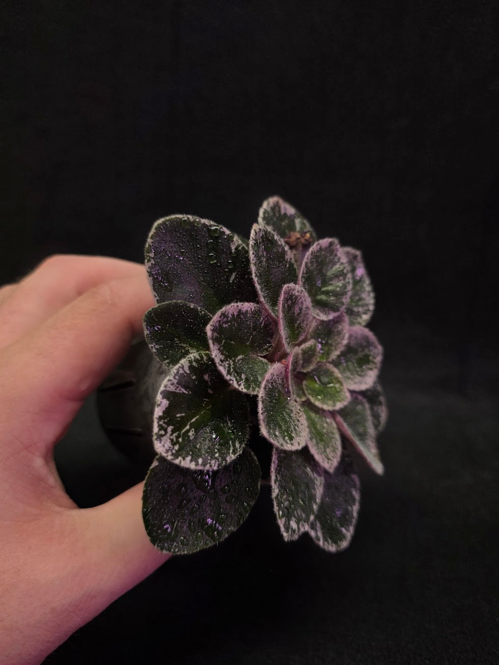 African Violet Cajun's Lil Sprinkles #02