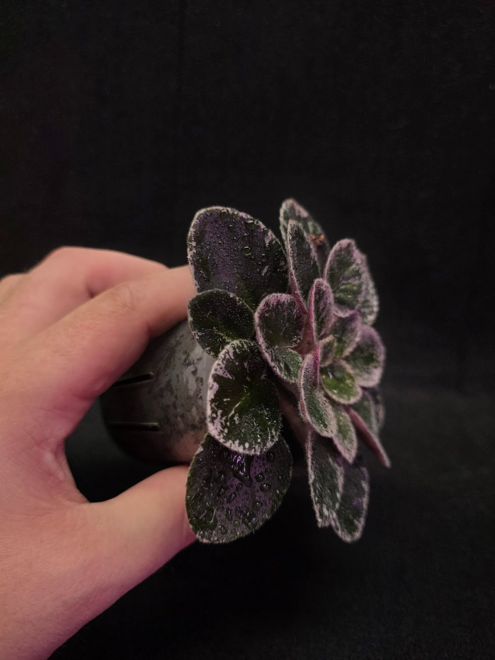 African Violet Cajun's Lil Sprinkles #02
