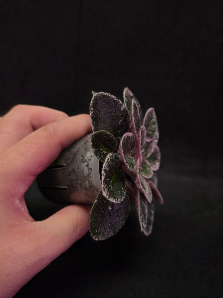 African Violet Cajun's Lil Sprinkles #02