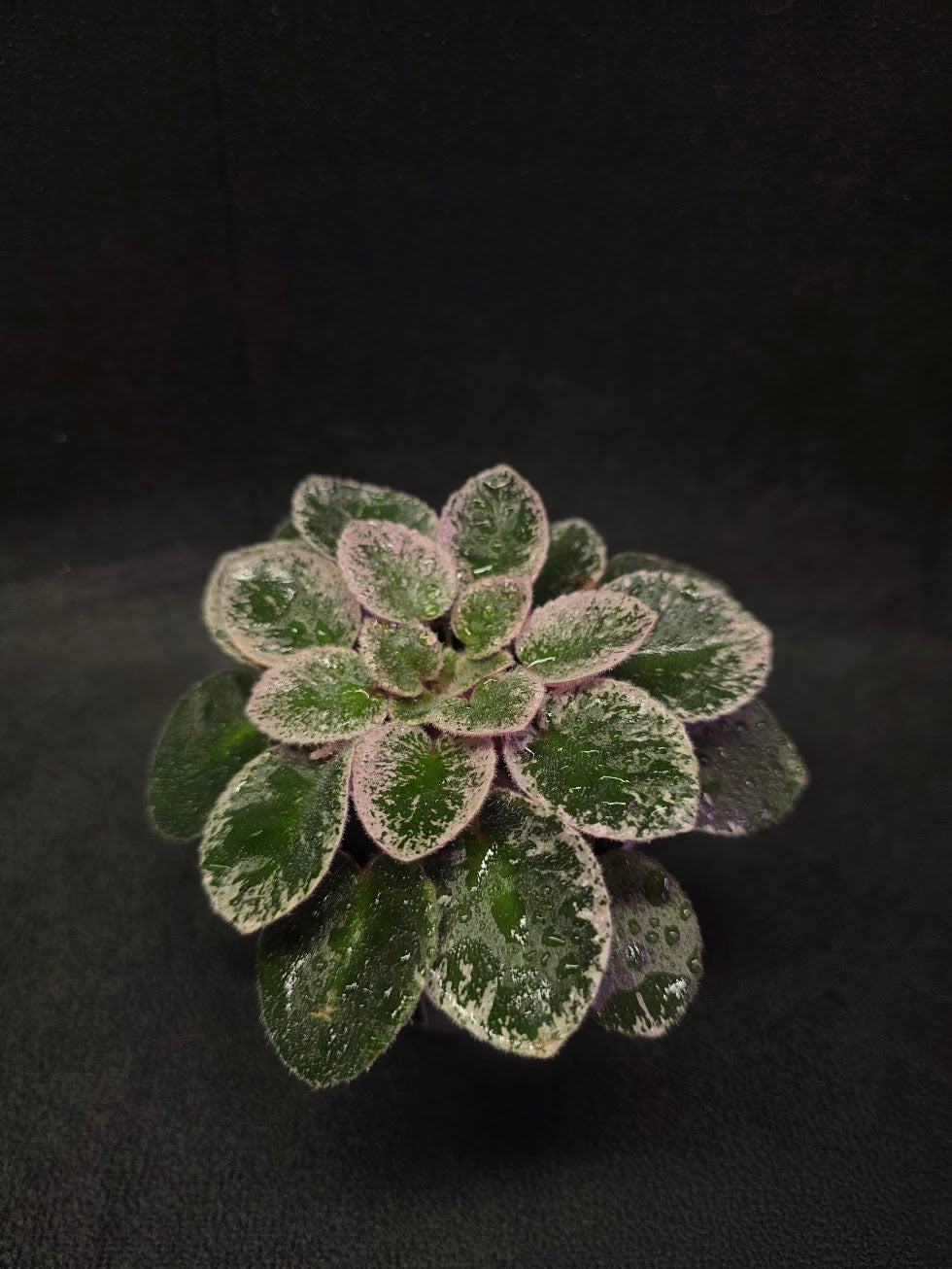 African Violet Cajun's Lil Sprinkles #03