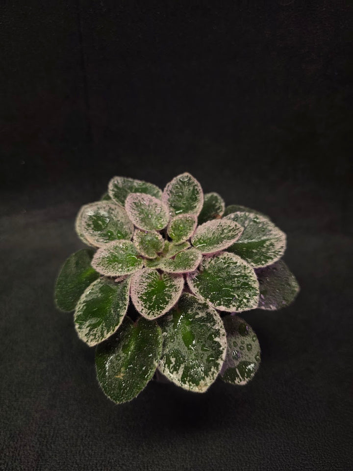 African Violet Cajun's Lil Sprinkles #03
