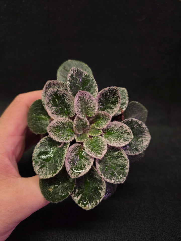 African Violet Cajun's Lil Sprinkles #03