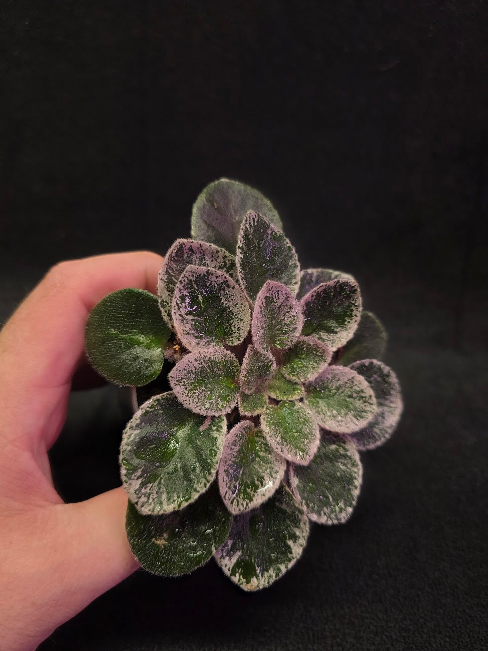 African Violet Cajun's Lil Sprinkles #03