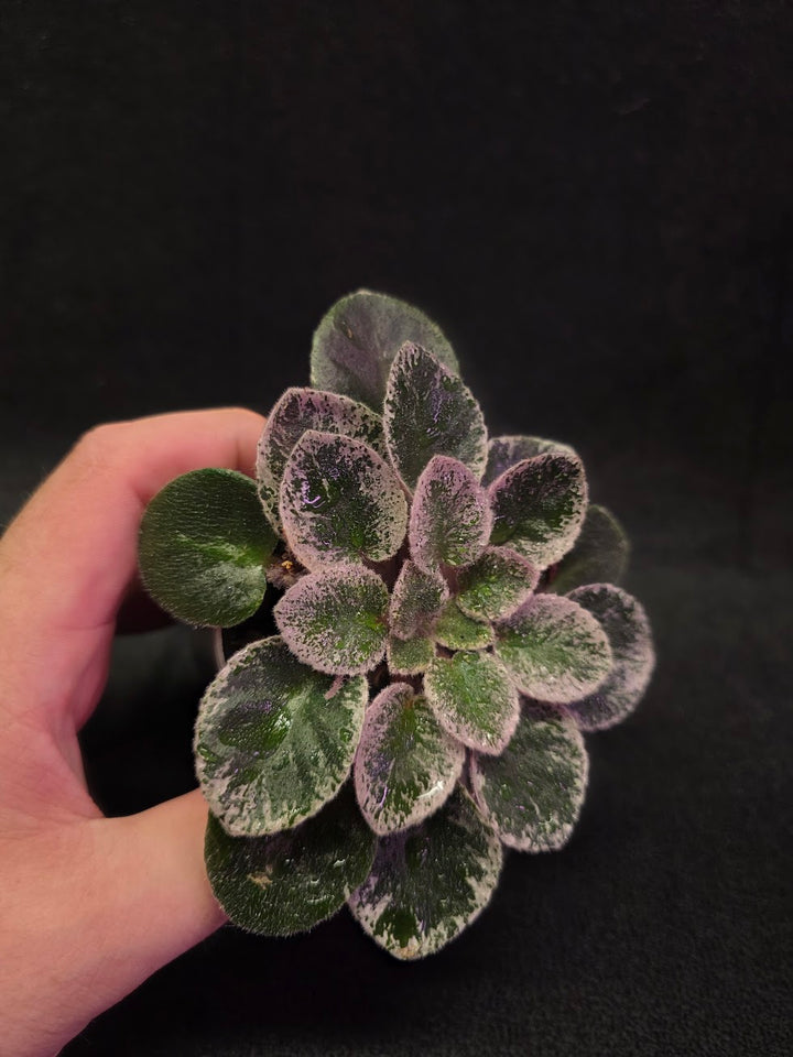 African Violet Cajun's Lil Sprinkles #03