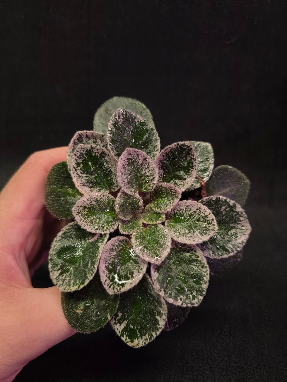 African Violet Cajun's Lil Sprinkles #03