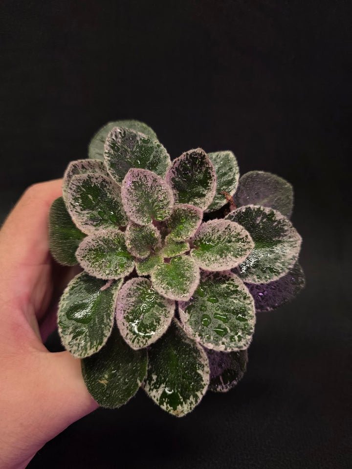 African Violet Cajun's Lil Sprinkles #03