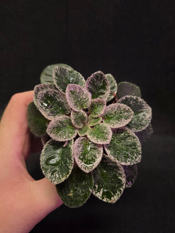 African Violet Cajun's Lil Sprinkles #03