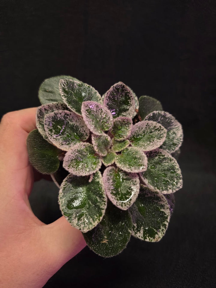 African Violet Cajun's Lil Sprinkles #03