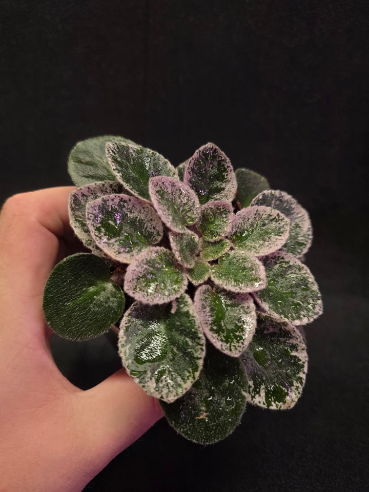 African Violet Cajun's Lil Sprinkles #03