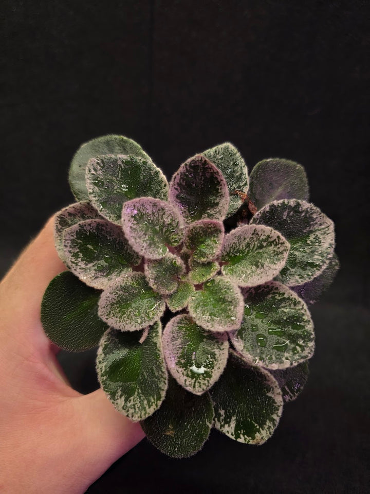 African Violet Cajun's Lil Sprinkles #03