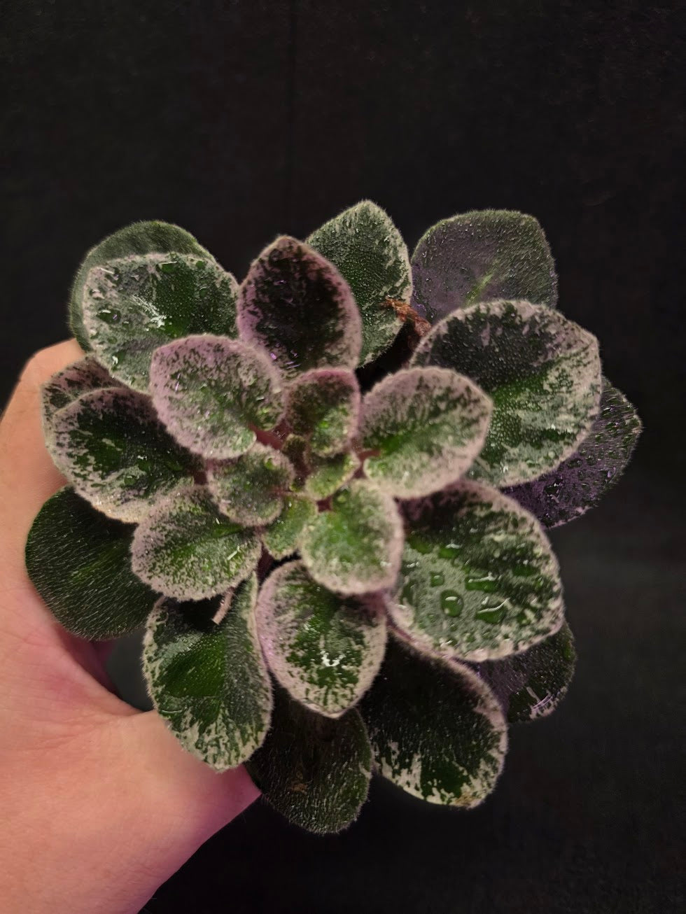 African Violet Cajun's Lil Sprinkles #03