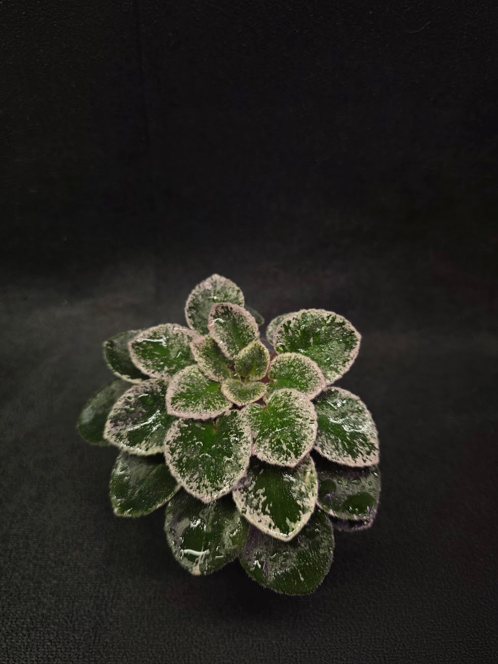 African Violet Cajun's Lil Sprinkles #04