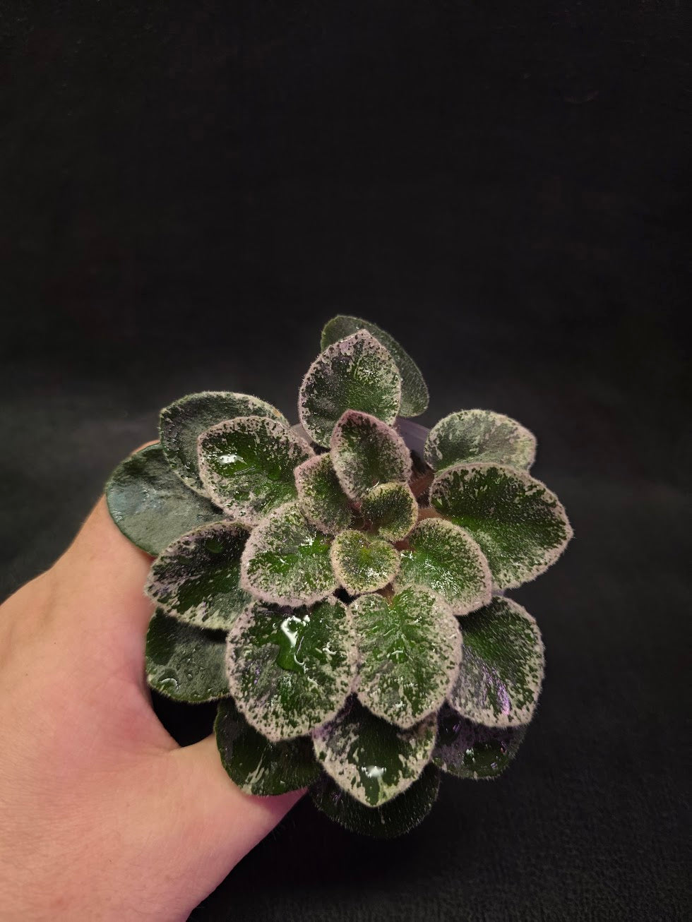 African Violet Cajun's Lil Sprinkles #04