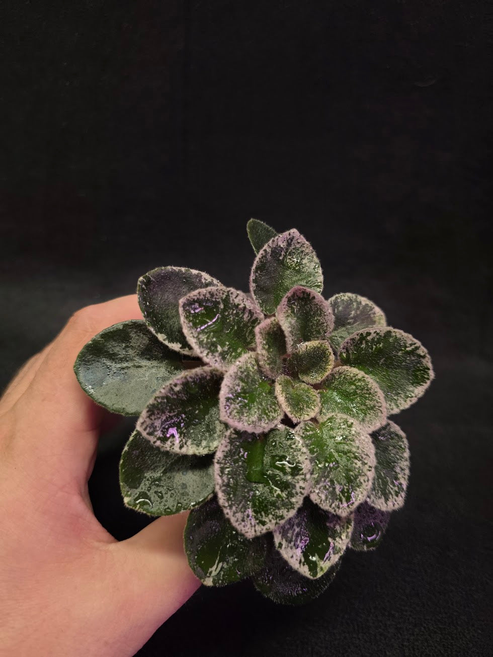 African Violet Cajun's Lil Sprinkles #04