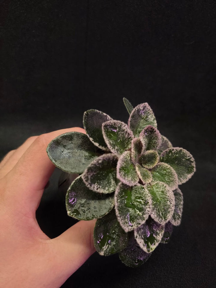 African Violet Cajun's Lil Sprinkles #04