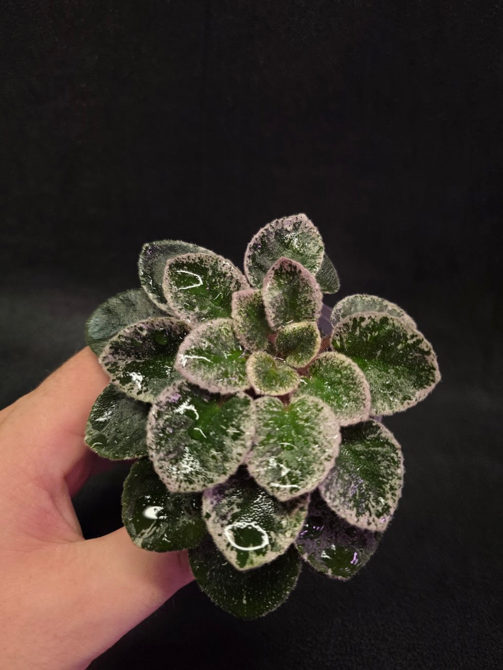African Violet Cajun's Lil Sprinkles #04