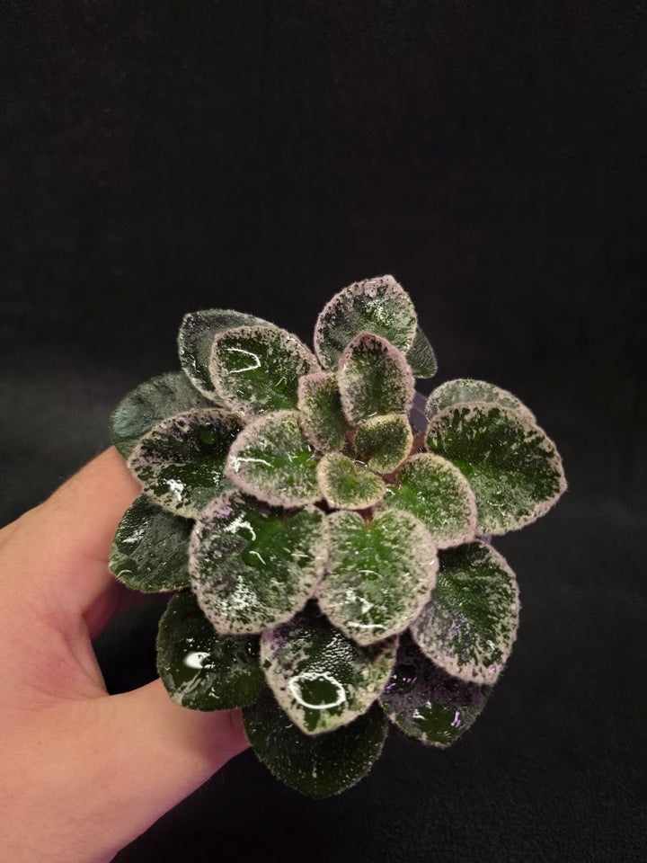 African Violet Cajun's Lil Sprinkles #04