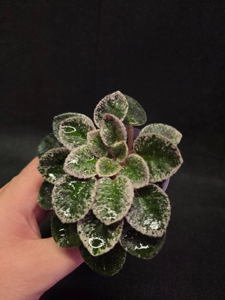 African Violet Cajun's Lil Sprinkles #04