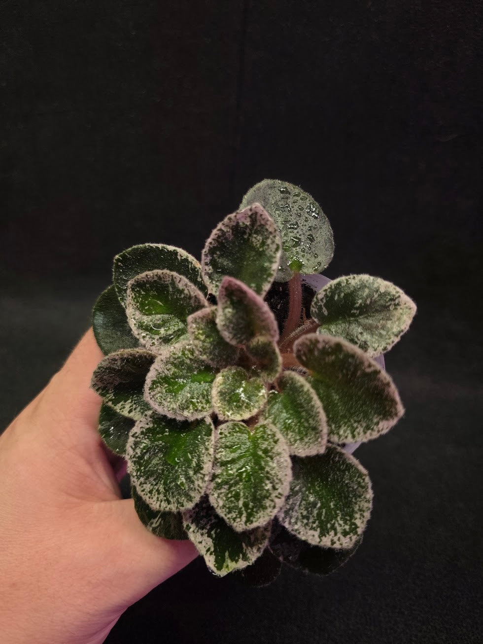 African Violet Cajun's Lil Sprinkles #04