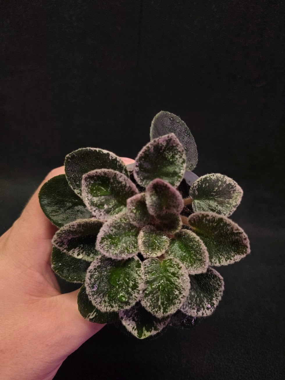 African Violet Cajun's Lil Sprinkles #04