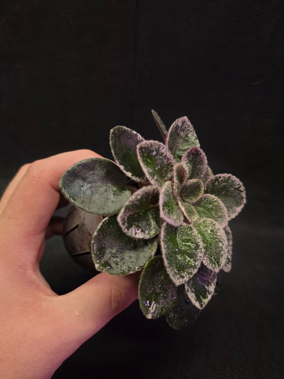 African Violet Cajun's Lil Sprinkles #04