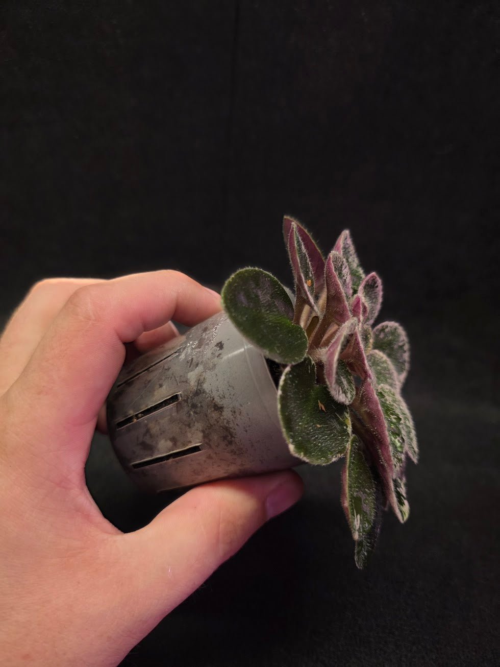 African Violet Cajun's Lil Sprinkles #04