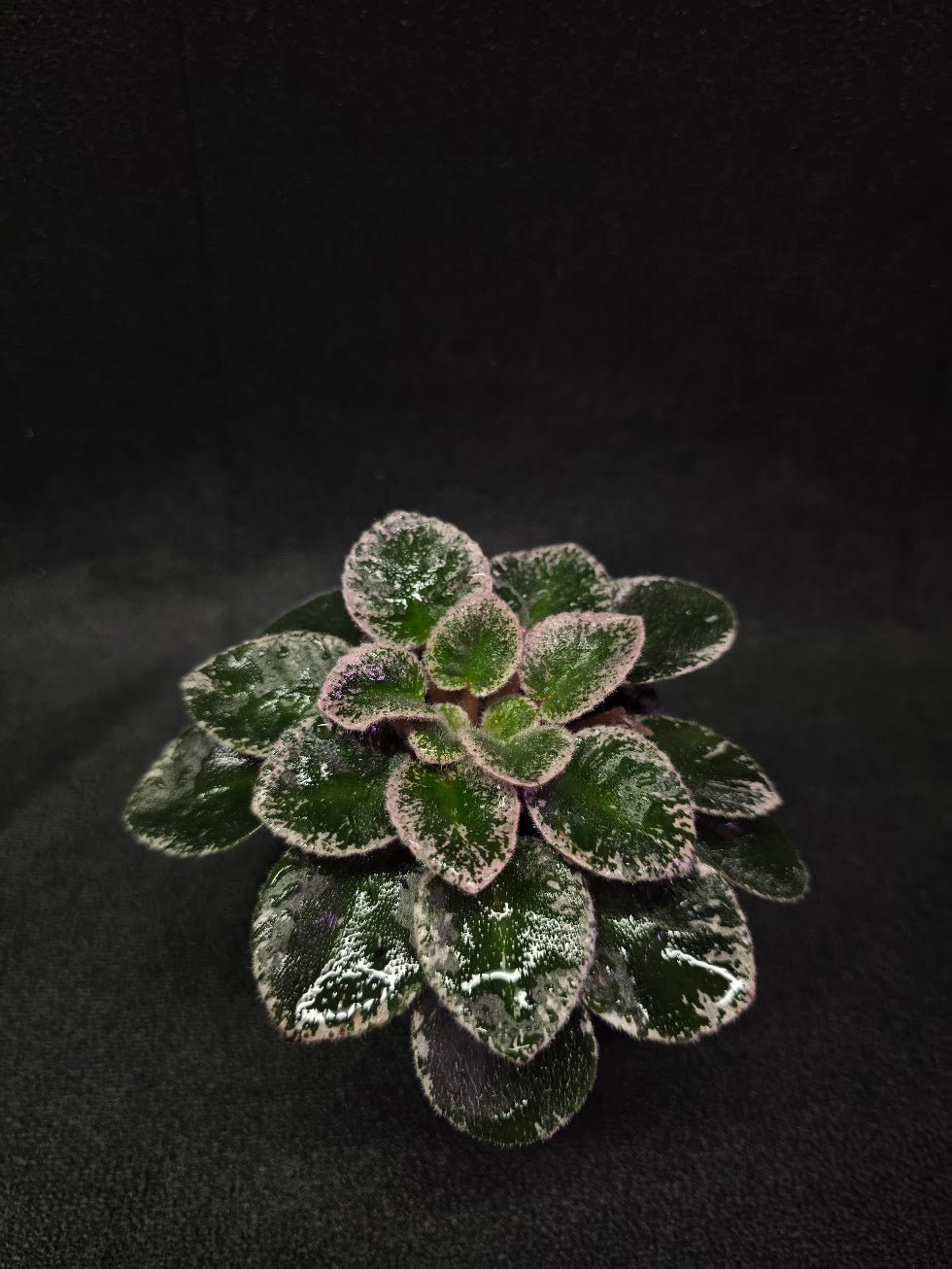 African Violet Cajun's Lil Sprinkles #06