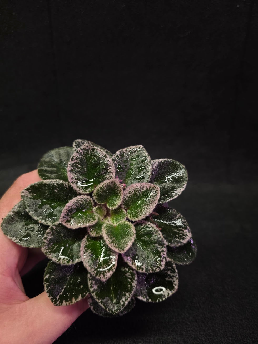 African Violet Cajun's Lil Sprinkles #06