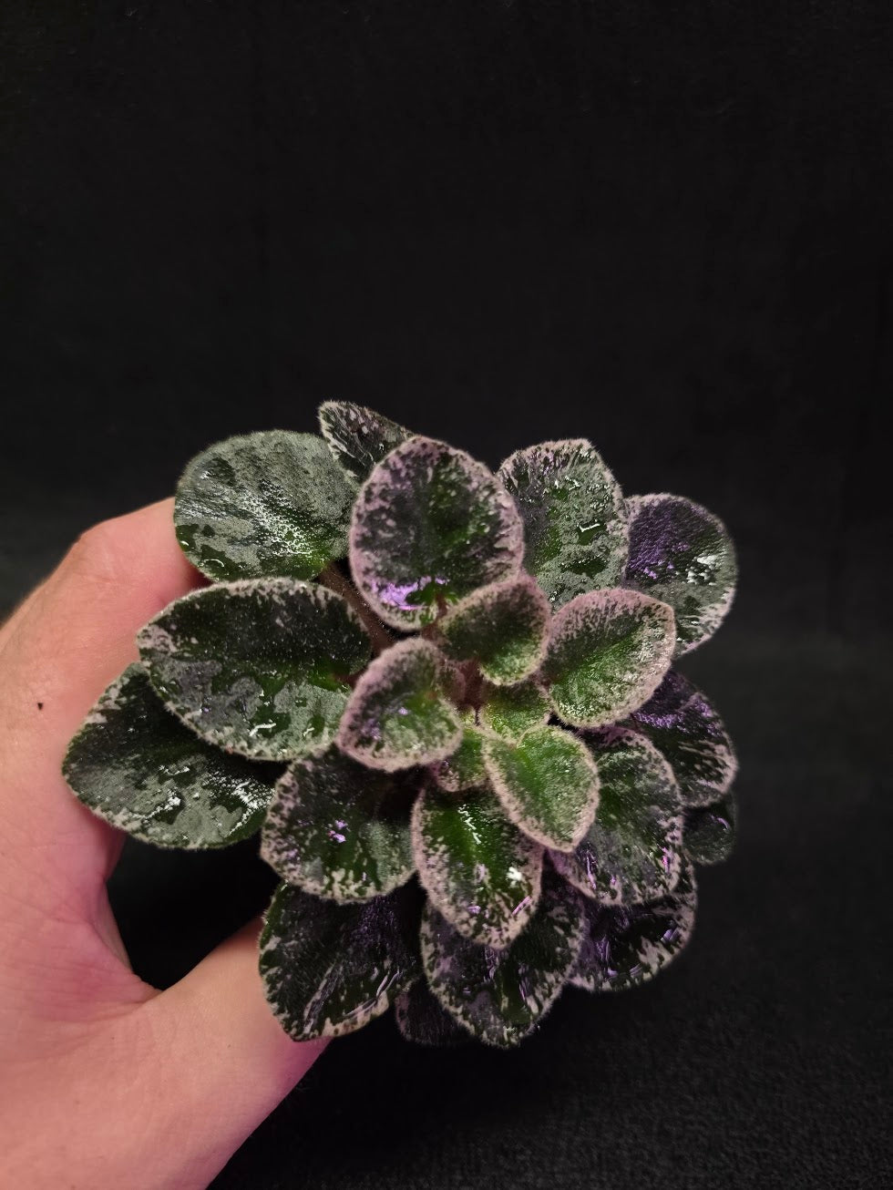 African Violet Cajun's Lil Sprinkles #06