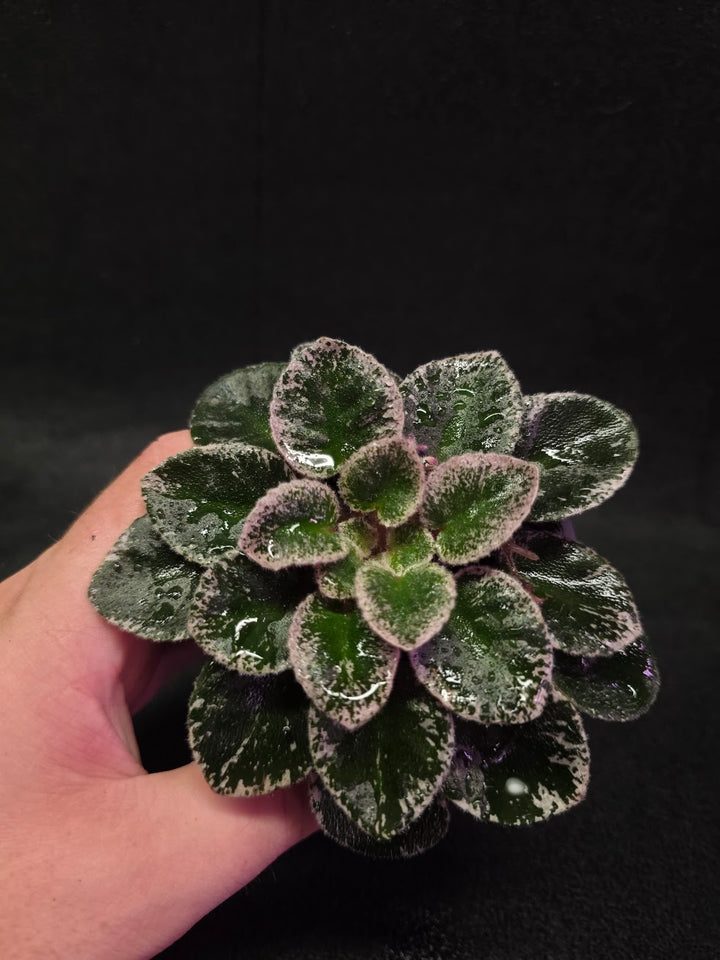 African Violet Cajun's Lil Sprinkles #06