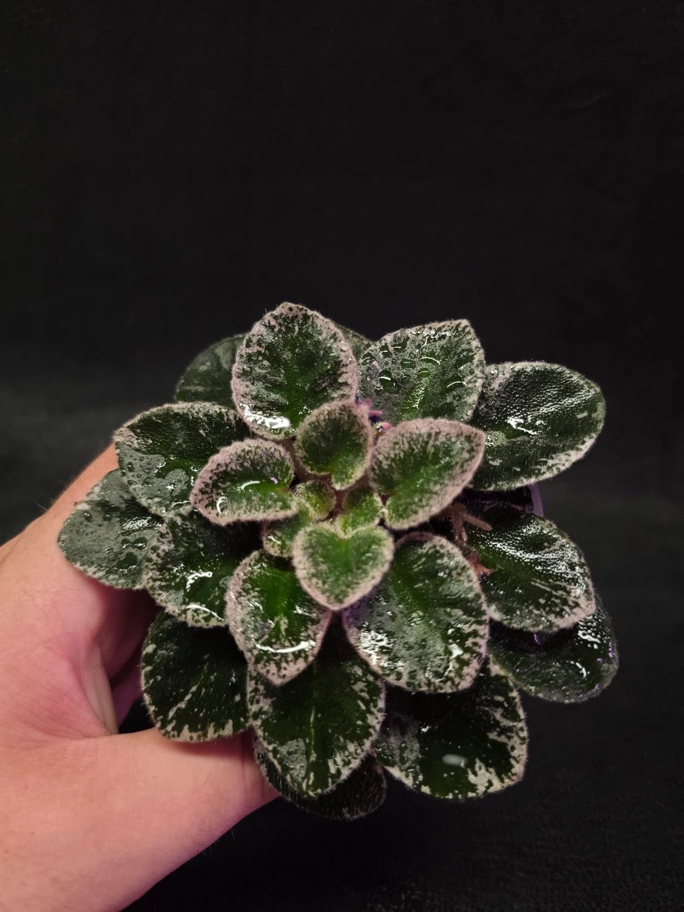 African Violet Cajun's Lil Sprinkles #06