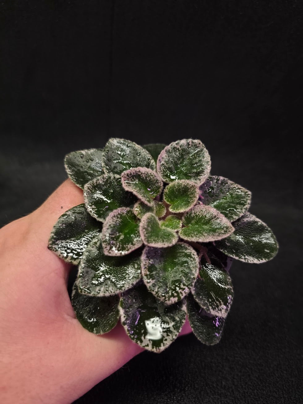 African Violet Cajun's Lil Sprinkles #06