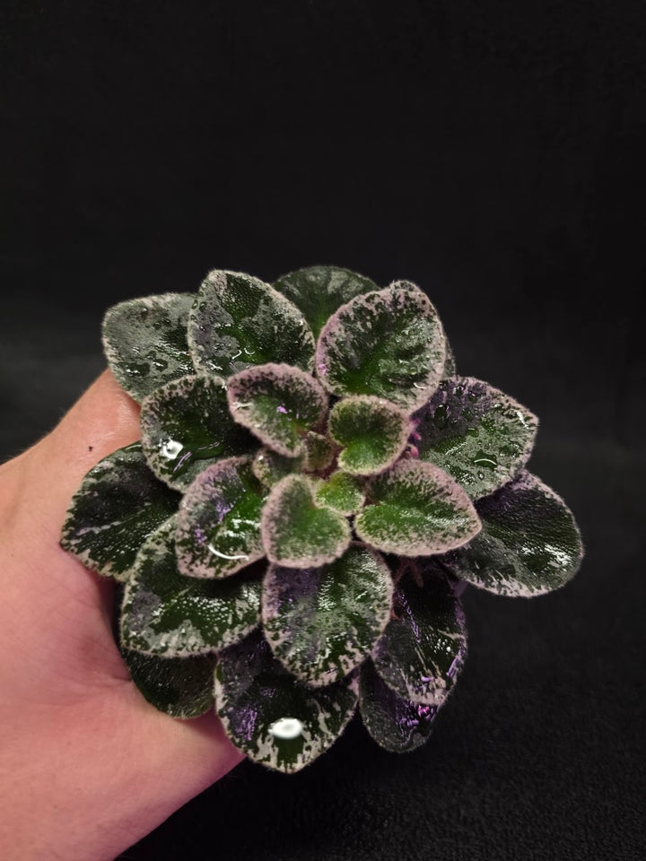 African Violet Cajun's Lil Sprinkles #06