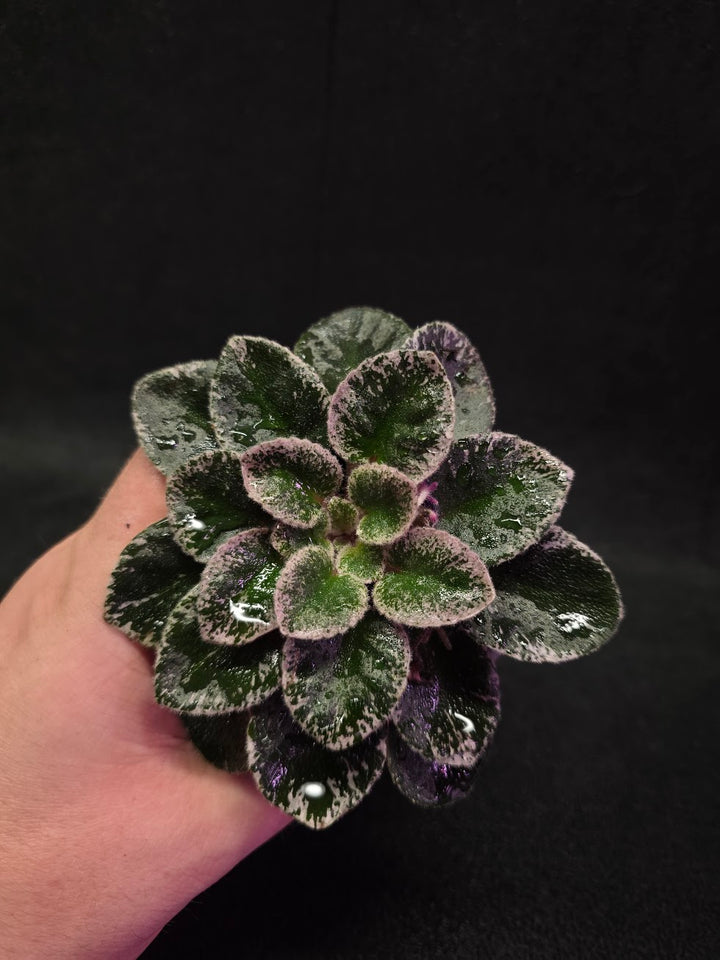 African Violet Cajun's Lil Sprinkles #06