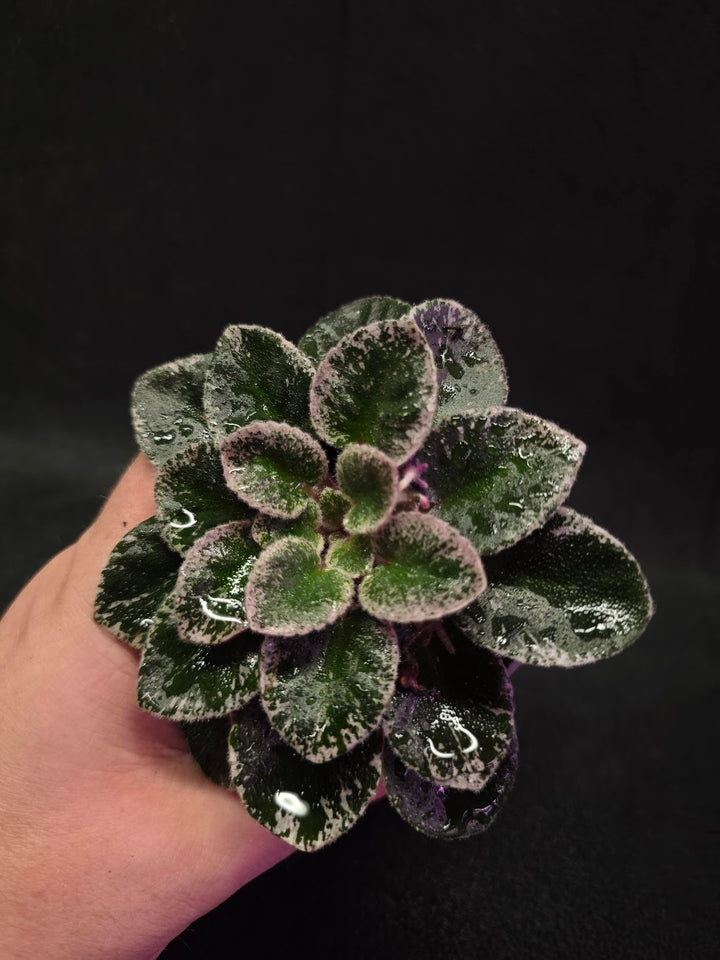 African Violet Cajun's Lil Sprinkles #06
