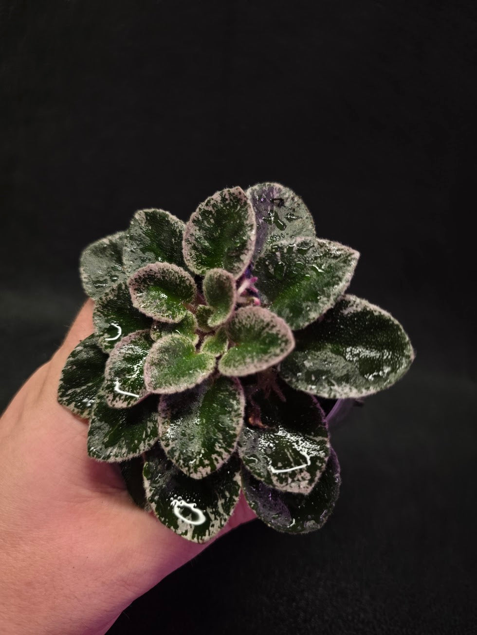 African Violet Cajun's Lil Sprinkles #06