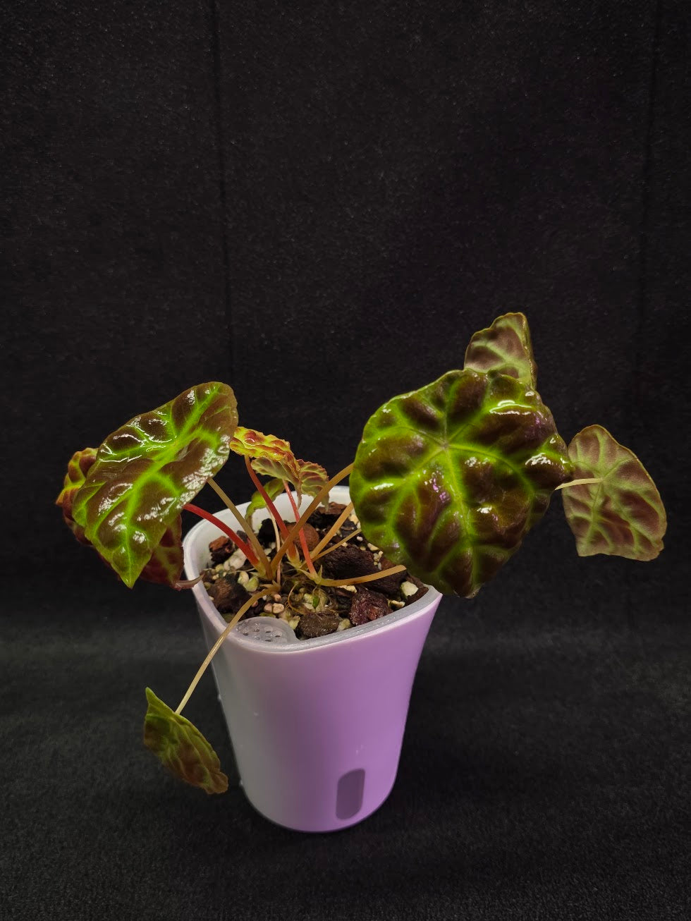 Begonia Goegoensis #01