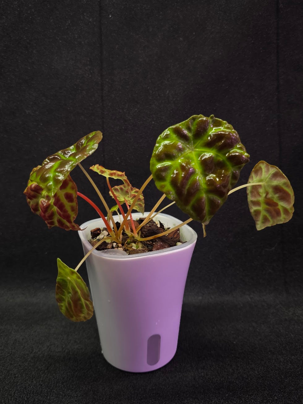 Begonia Goegoensis #01