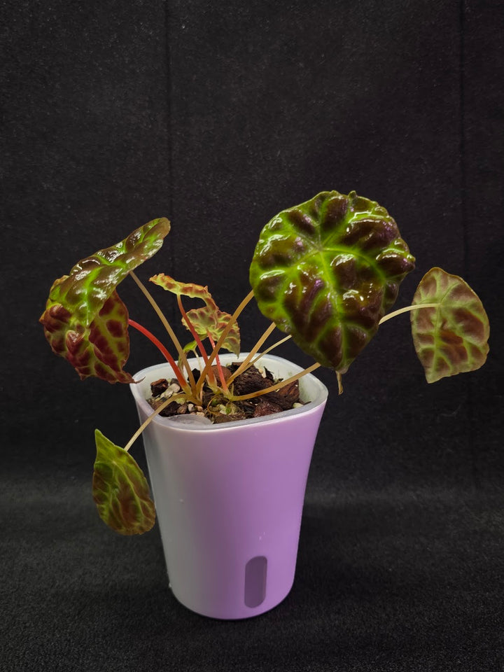 Begonia Goegoensis #01