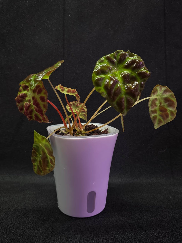Begonia Goegoensis #01