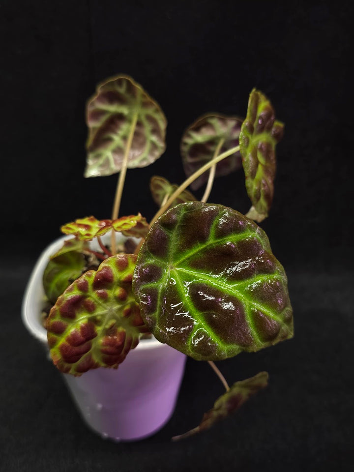 Begonia Goegoensis #01