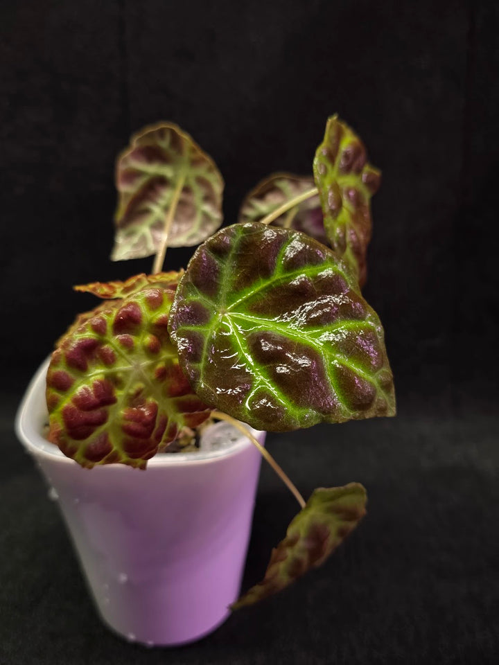 Begonia Goegoensis #01