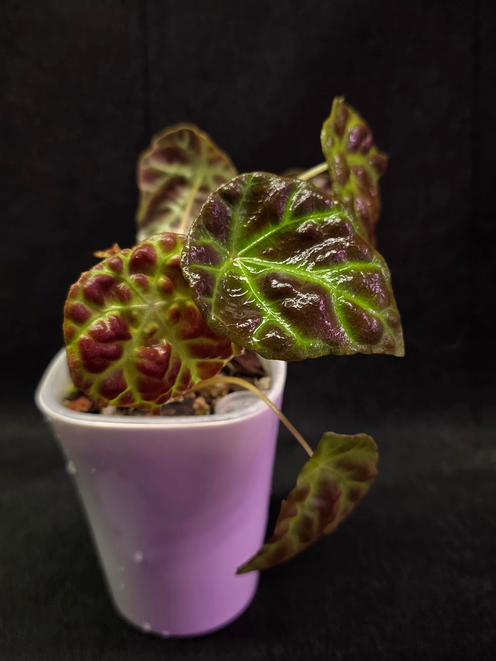 Begonia Goegoensis #01