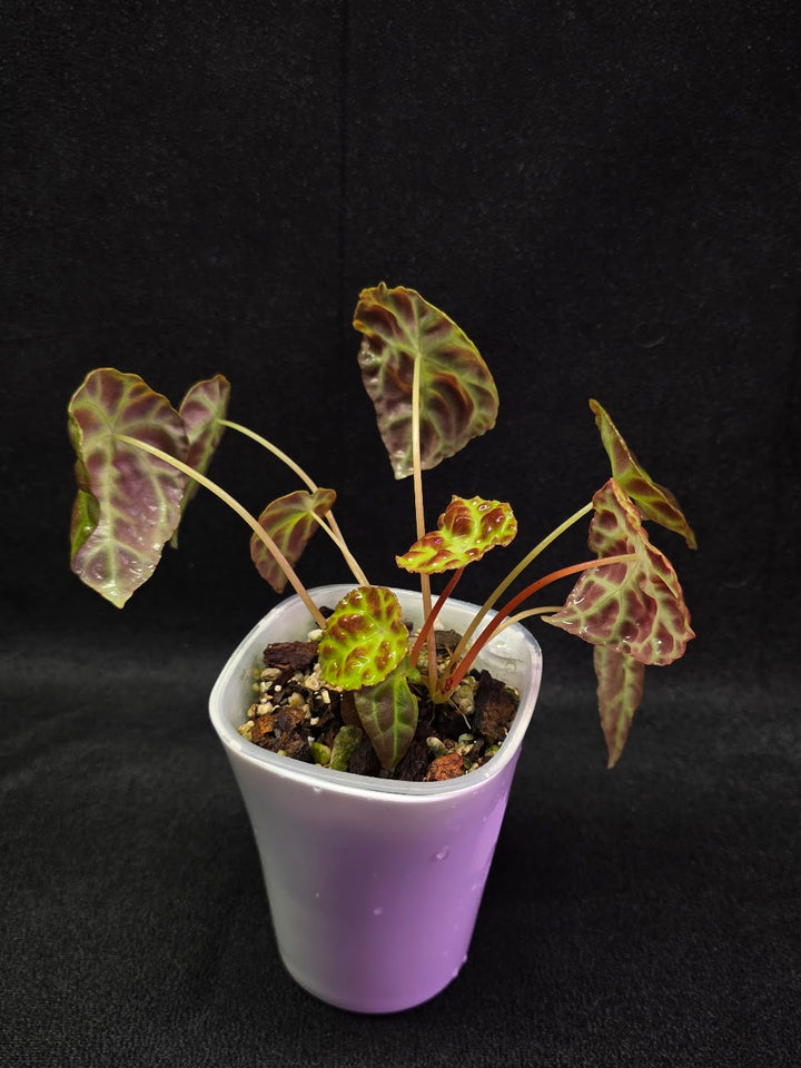 Begonia Goegoensis #01