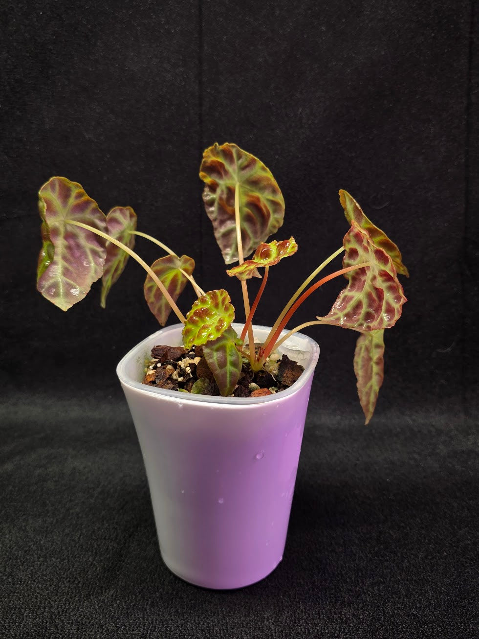 Begonia Goegoensis #01