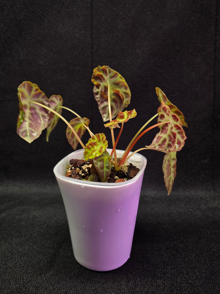 Begonia Goegoensis #01