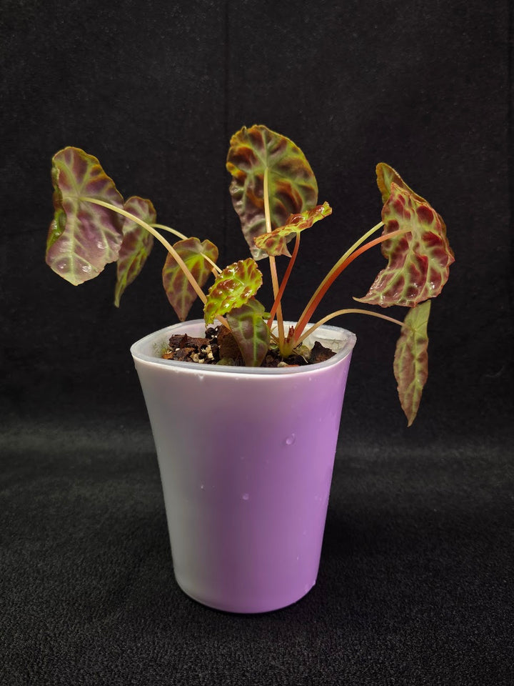Begonia Goegoensis #01
